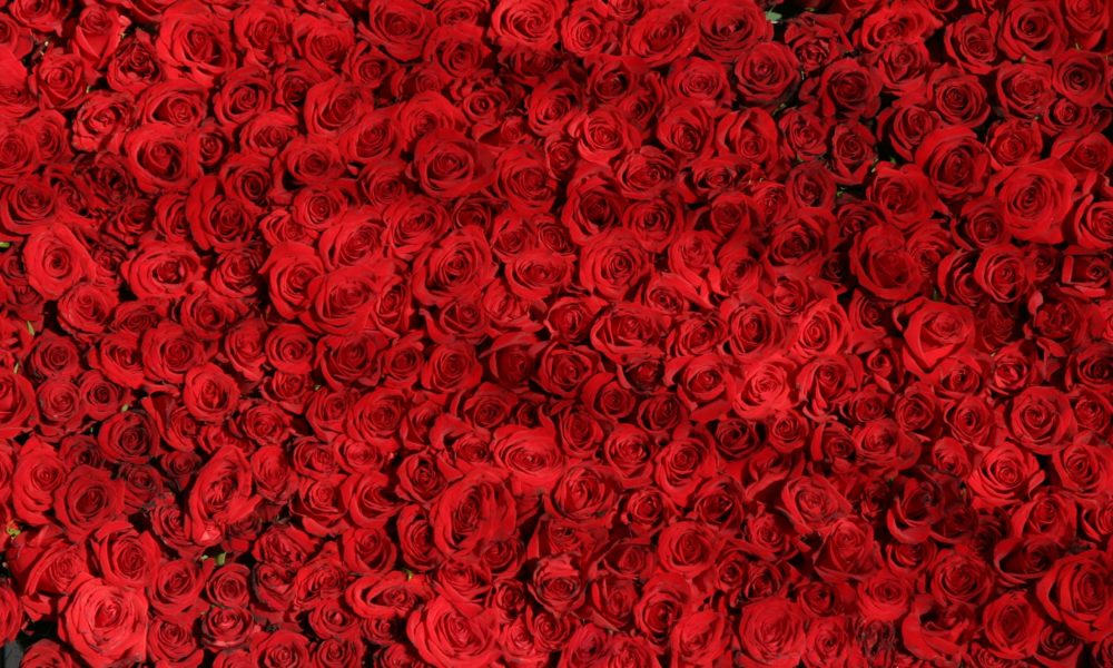 Valentine Roses Care