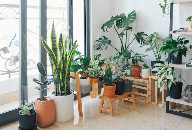 indoor plants moving
