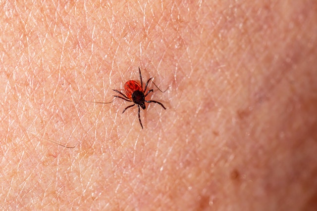 Ticks, Pets and Humans