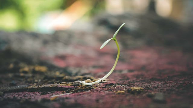 seed saving