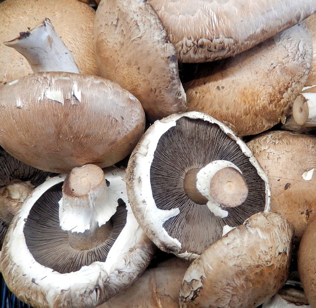 Portobello Mushrooms